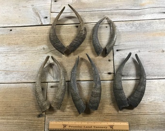 Real Goat Horns Etsy