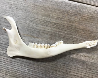 jaw bone deer favorite items