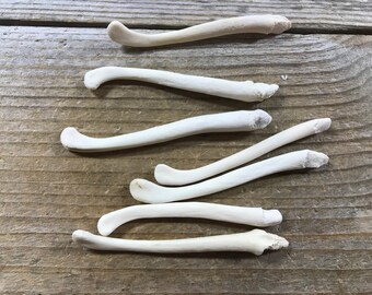 Real Raccoon Penile Baculum Bone Jumbo 4.5-5 ONE Piece