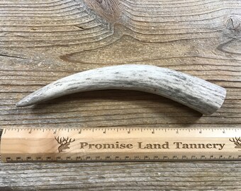 191124-RR Lot No Moose Antler Tine for Carving or Flint Knapping
