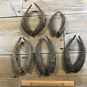 May include: Six pairs of animal horns with a dark grey and brown color gradient. The horns are curved and have a textured surface. They are arranged on a light brown wooden surface.