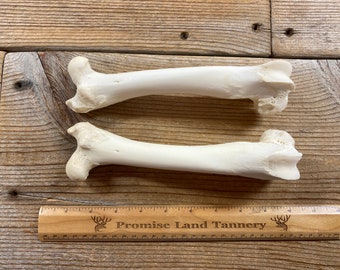 Goat Femur Bones - Real Bones - Lot No. 230921-CCC