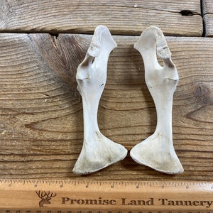 Juvenile Goat Pelvis - Real Bone - Lot No. 220616-U