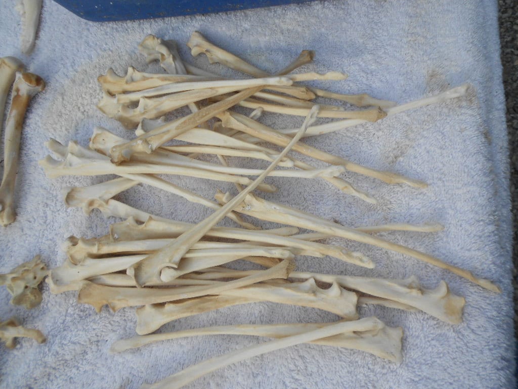 Cleaned Coyote Ulna Bones Leg Bones Real Bones 4 | Etsy