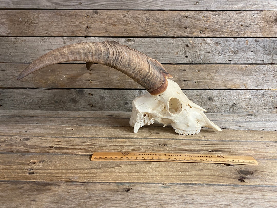 Domestic Goat Skull Classic Quality Horned Goat Skull Etsy