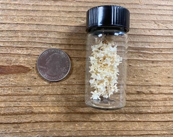 May include: A small glass vial with a black cap filled with small, off-white, bone-like objects. A U.S. quarter coin is next to the vial. The items are on a wooden surface.