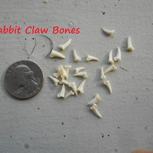 Small Rabbit Claw Bones - Real Bones - Undrilled - 40 Assorted Pieces - Stock No. 1-30