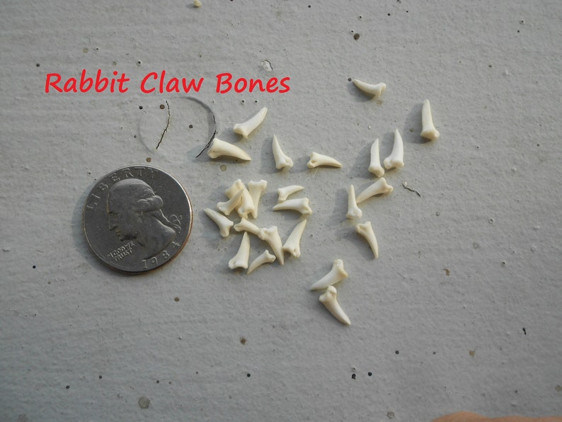 Small Rabbit Claw Bones Real Bones Undrilled 40 Assorted Etsy