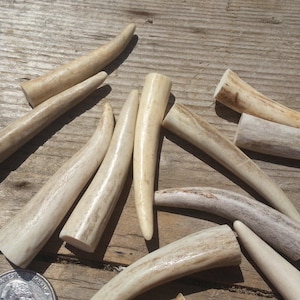 Pale and Smooth Antler Tips or Points - Choose Your Size and Style - 5 Assorted Pieces