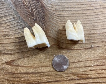 Large Mammal Molars - Real Animal Teeth - 1 Pair - Lot No. 220904-Z