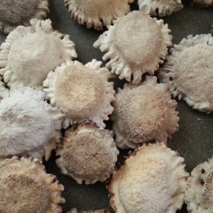 Deer Antler Burrs - Carving Rosettes, Buttons or Pendants - Choice of Size and Style