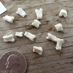 Small Armadillo Toe Bones - Real Bones - Undrilled - 15 Assorted Pieces Stock No. 1-145
