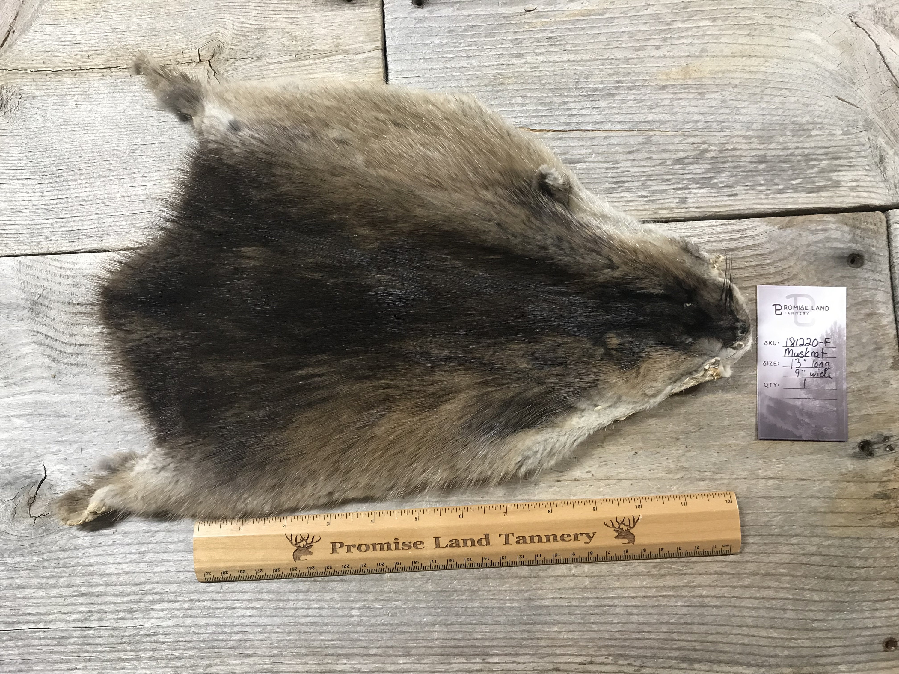 Muskrat Fur Pelt One Full Skin Lot No. 181220F Etsy