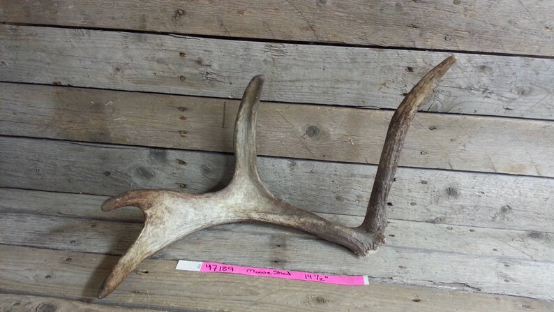 Lot No Moose Antler 47189HP Fresh Small Shed