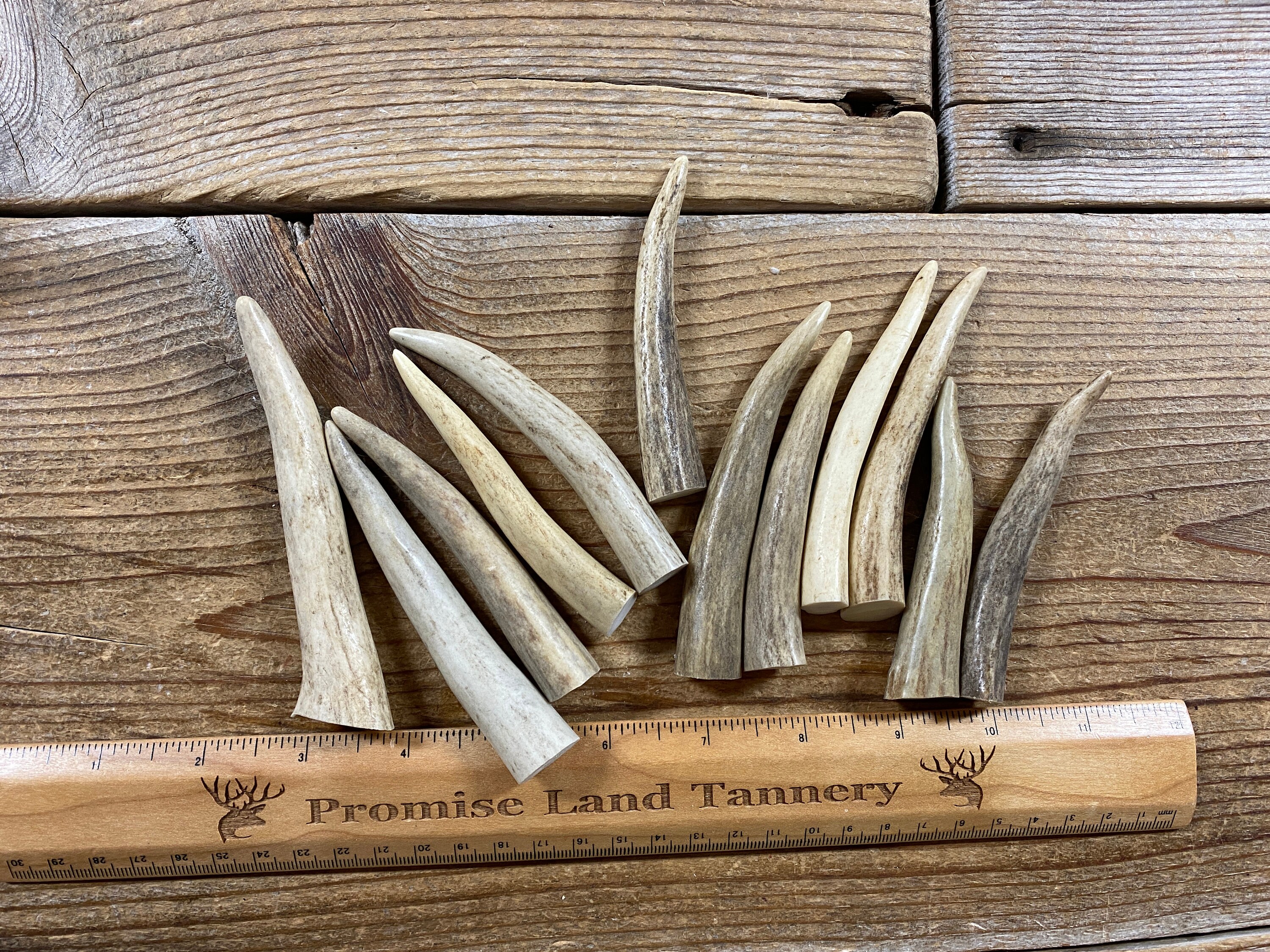 Deer Antler Points Tips - 12 Pieces - Lot No. 231207-OOO