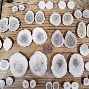 May include: A selection of off-white antler slices in various shapes and sizes, each with a darker, porous centre. The pieces are displayed on a rustic wooden surface, highlighting their natural patterns. A coin is included for scale.