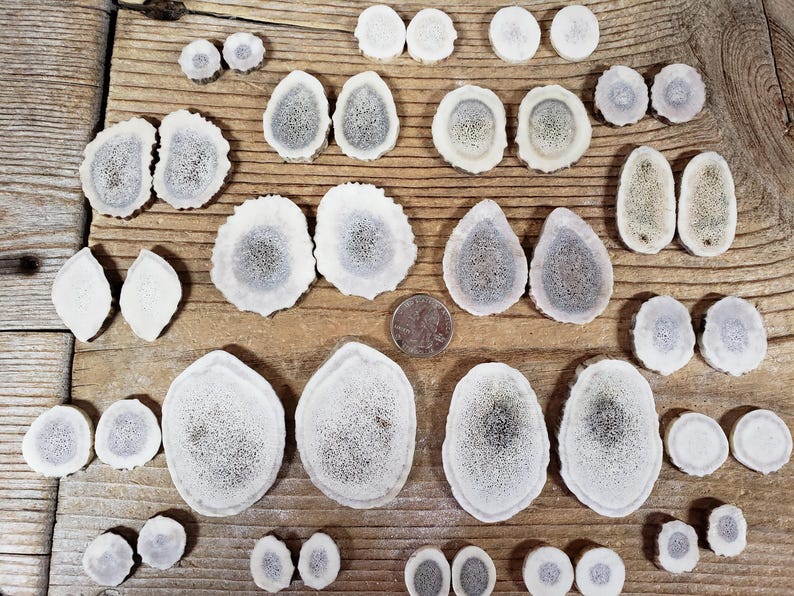 May include: A selection of off-white antler slices in various shapes and sizes, each with a darker, porous centre. The pieces are displayed on a rustic wooden surface, highlighting their natural patterns. A coin is included for scale.