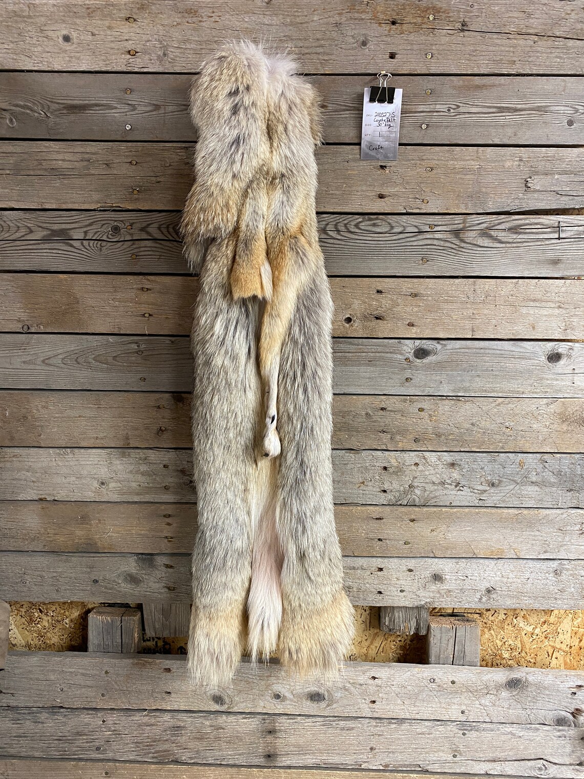 Coyote Pelt Craft Quality Soft Tanned Hide Lot No. Etsy