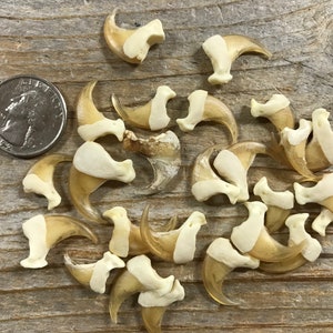 Real Bobcat Claws - Natural Finish - Bag of 10 Pieces - Stock No. 1-48