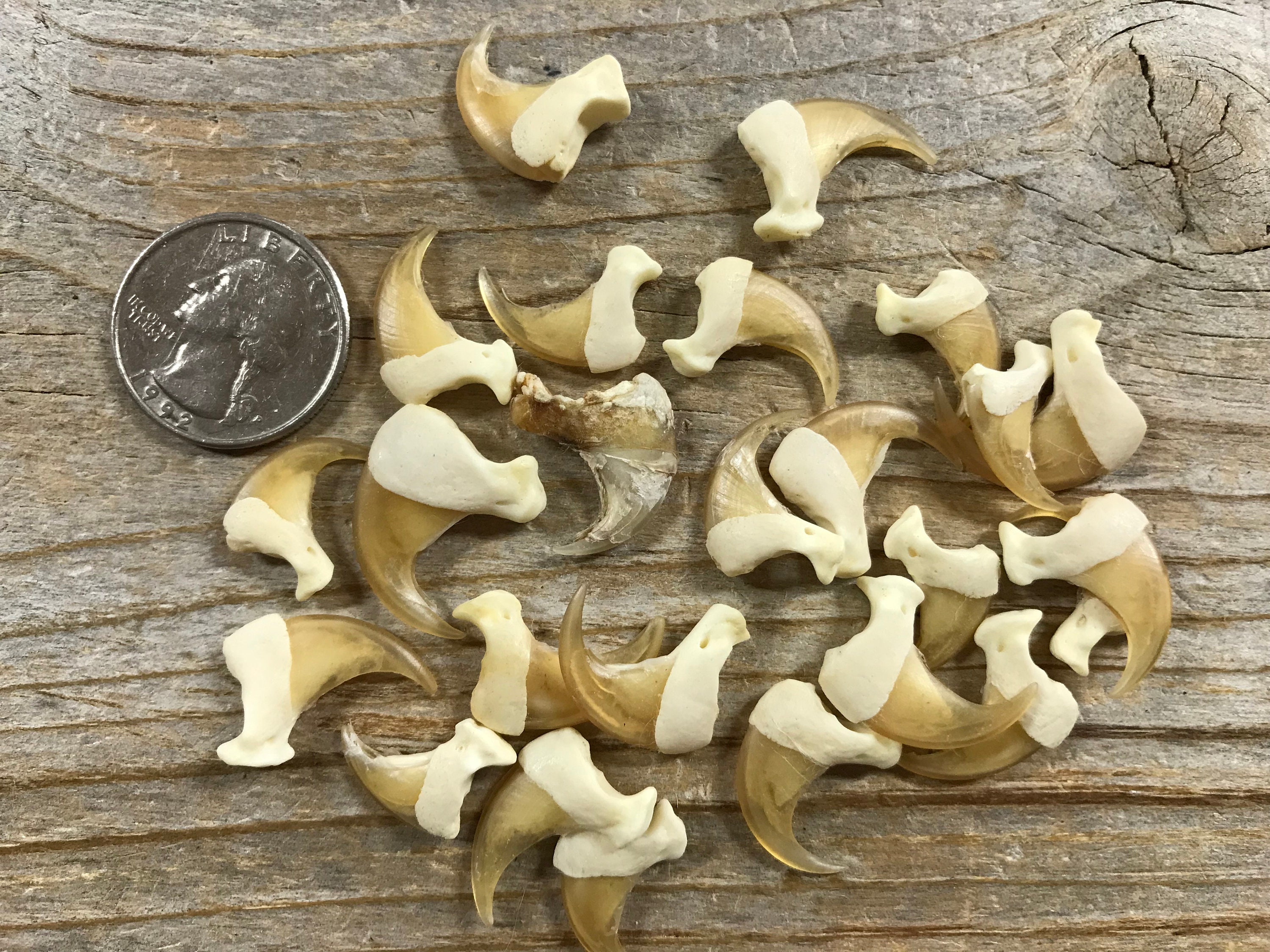 Real Bobcat Claws - Natural Finish - Bag of 10 Pieces - Stock No. 1-48 -  Etsy, image size:3000x2250