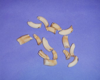 Beaver Molar Teeth - Real Animal Teeth - 5 Pieces Stock No. 1-81