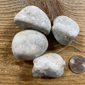 Natural Petoskey Palm Stones -Bag of 4 - Real Fossil Coral Stones - Stock No. 1-396