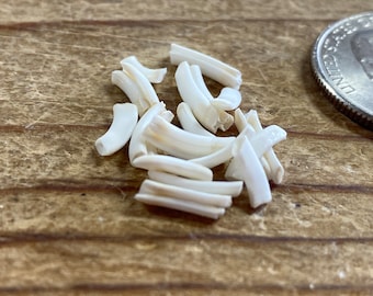 Bag of 15 Gopher Molars - Real Teeth - Stock No. 1-38