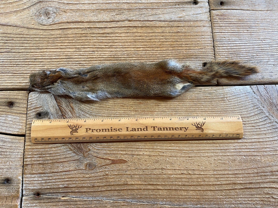 Eastern Red Squirrel Fur Pelt One Full Skin Lot No. 231008ZZZ Etsy