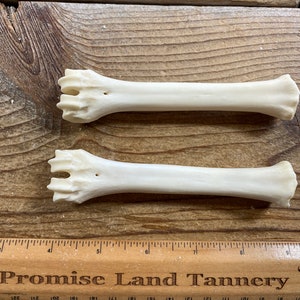 Goat Cannon Bones - Pair of Bones - Real Bones - Lot No. 220901-X