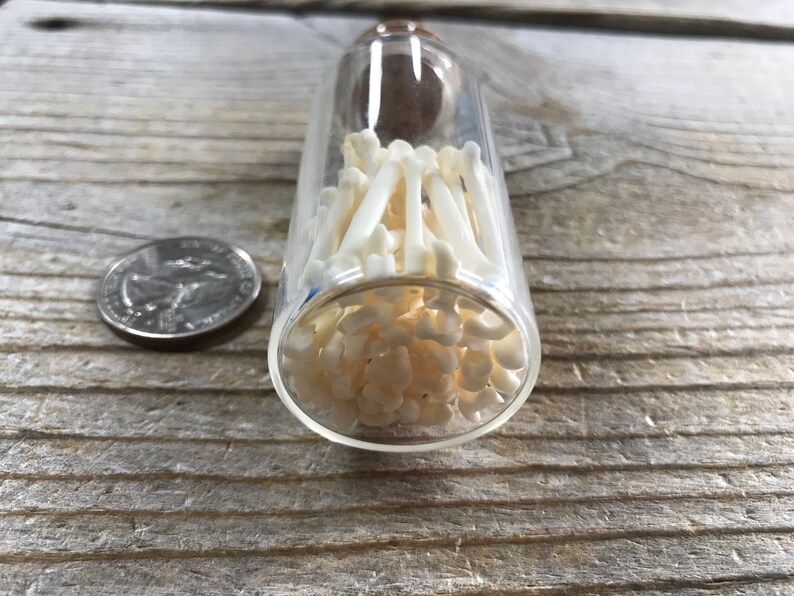 Corked Vial Filled with Marten Large Toe Bones 191103-PPP Lot No