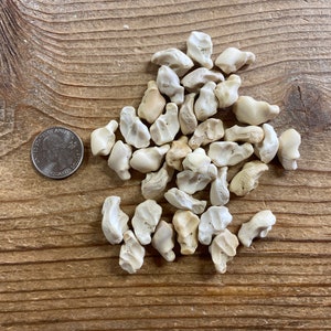 Lot of Small Coyote Toe Bones - 35 Pieces for Runes - Lot No. 220707-RR