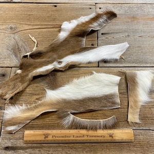 Lot of 3 Axis Deer Hide Pieces - Lot No. 240411-P