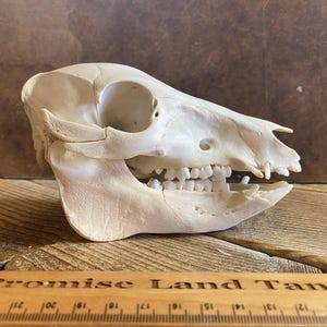 May include: A white animal skull with teeth, viewed from the side. The skull is on a wooden surface with a ruler in the foreground.