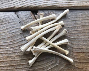 Bag of 10 Domestic Rabbit Radius Bones - Real Bones - Stock No. 1-13