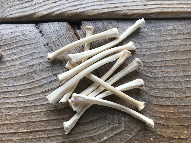 Bag of 10 Domestic Rabbit Radius Bones Real Bones Stock Etsy