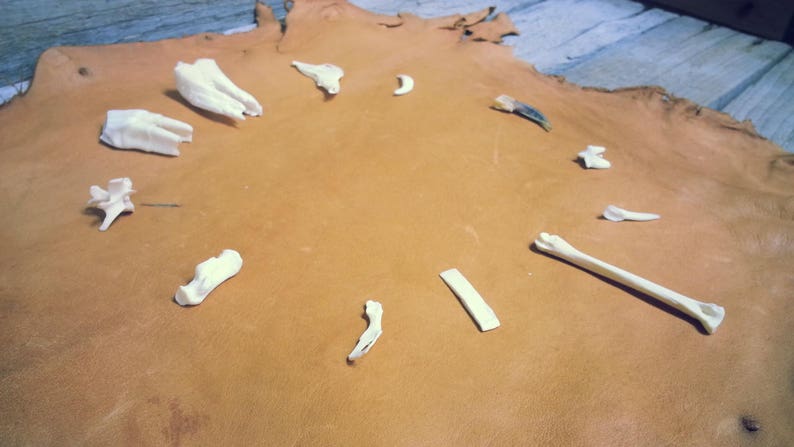 May include: A collection of small, off-white animal bones and teeth arranged on a large, tanned leather hide. The bones vary in shape and size, including a long bone, teeth, and vertebrae. The hide has a natural, textured appearance.