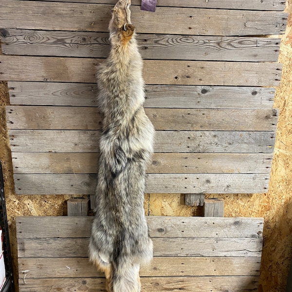 Coyote Pelt Etsy