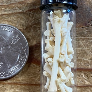 May include: A small glass vial filled with a collection of small, white bones. The vial is sitting on a wooden surface next to a US quarter.