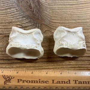 Horse Short Pastern Bones - Real Bone - Lot No. 220921-Y