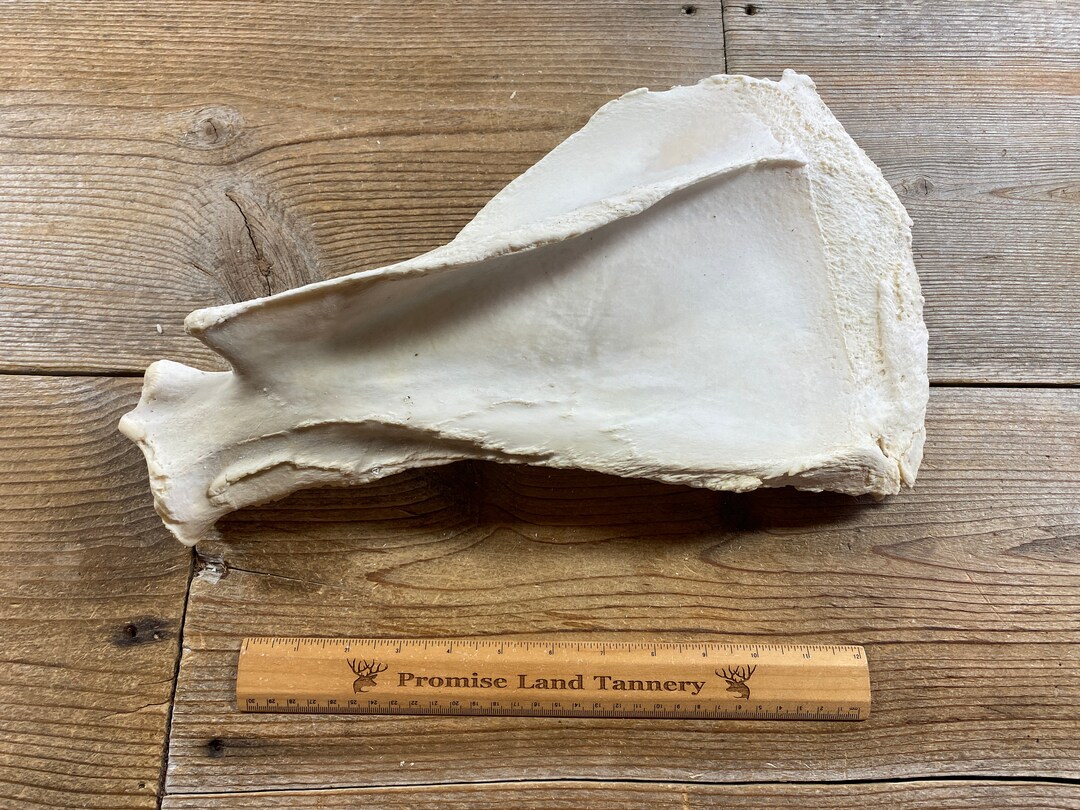 Cow Scapula Bone Real Bones Lot No. 220616BB Etsy