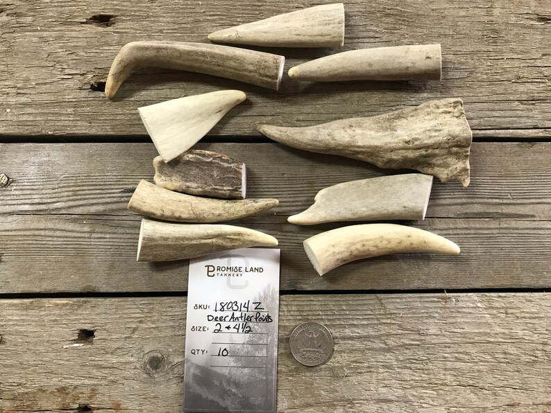 Deer Antler Points Tips 2 to 4 1/2 Inches 10 Pieces Lot | Etsy