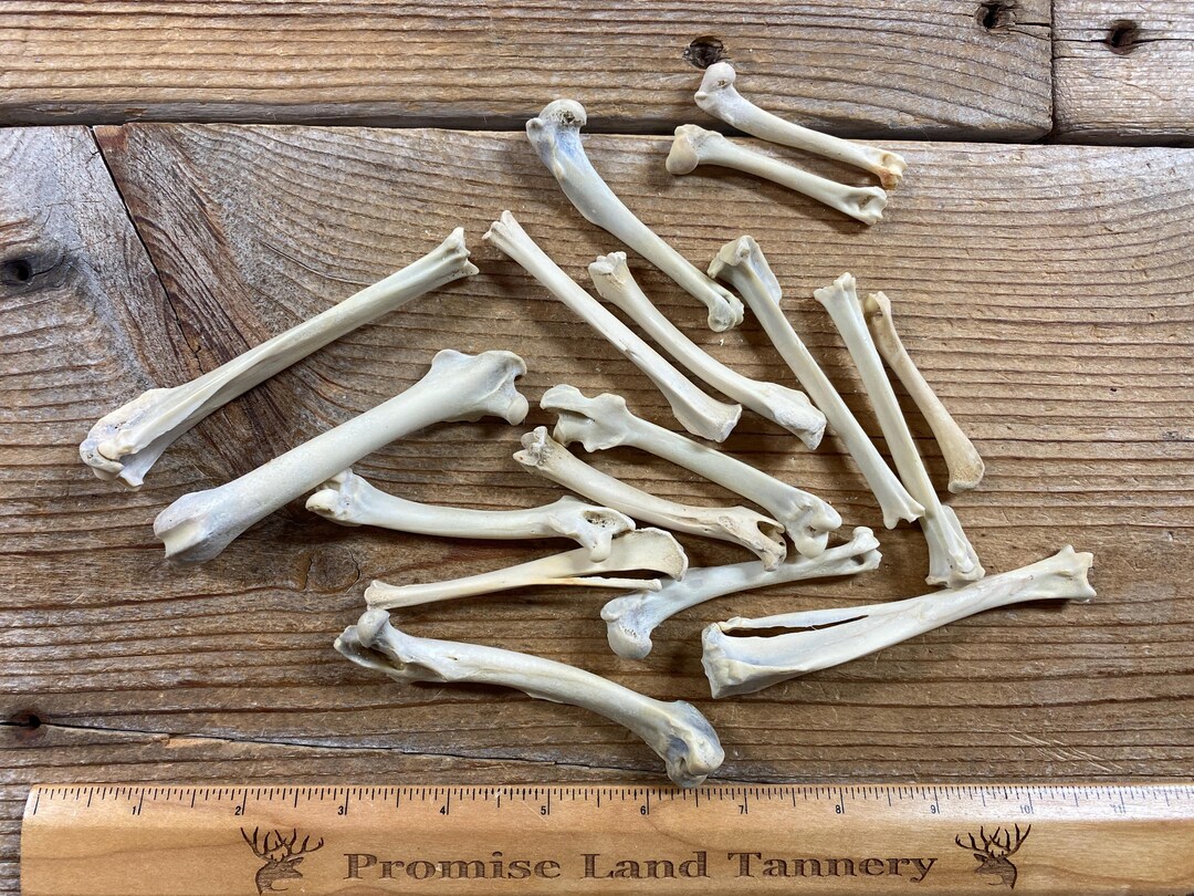 Jewelry Assortment of Rabbit Leg Bones - 17 Bones - Lot No. 241027-G - Etsy