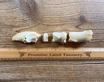 Cow Front Toe Bone Set - Real Bones - Lot No. 230302-AAA - Etsy