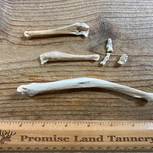 Assorted Pathological Bones - Real Bone - Lot No. 220414-RR