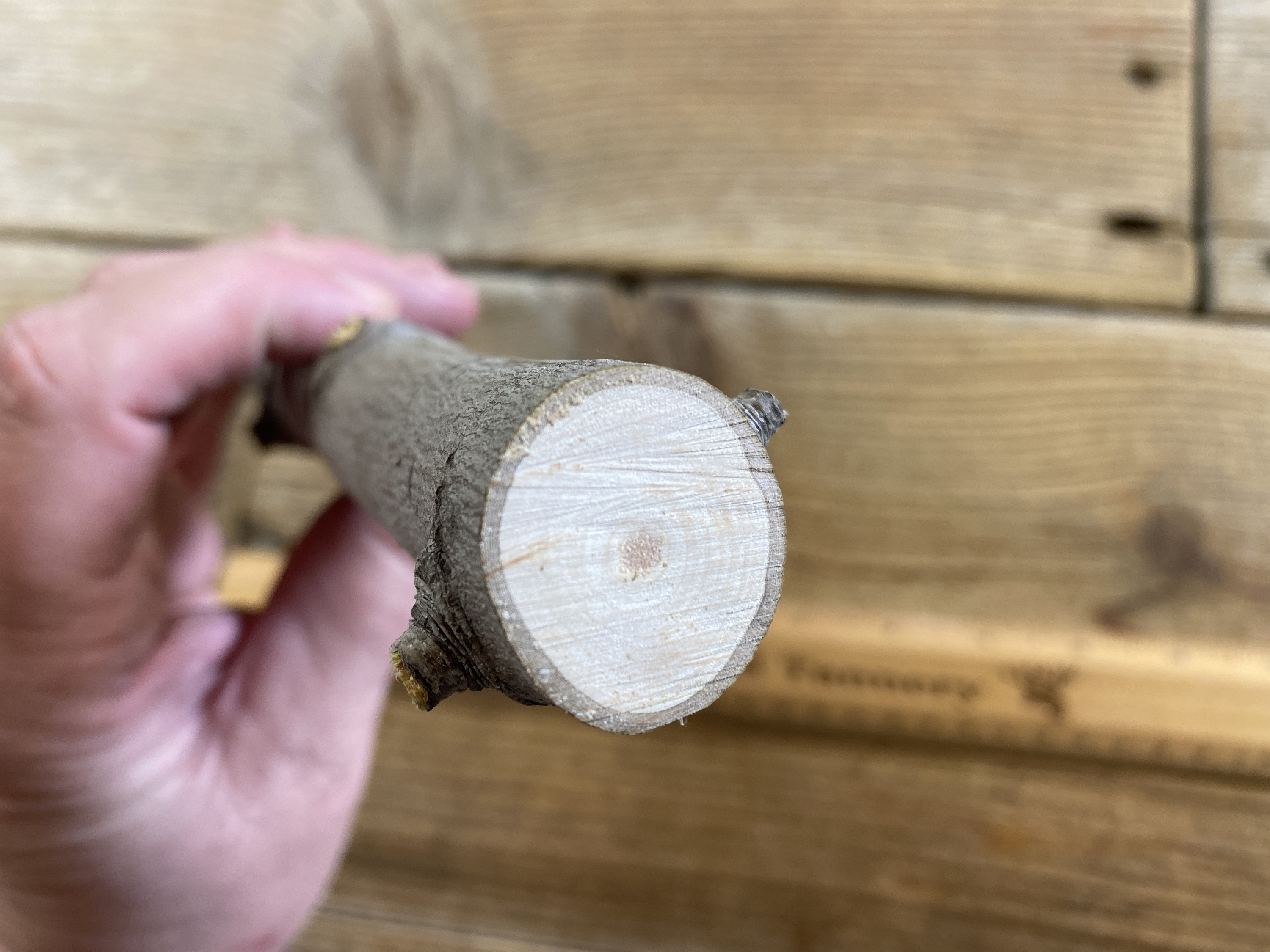 Silver Maple Limb Wood - Medium Diameter - Lot No. 230126