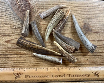 Deer Antler Points Tips - 11 Pieces - Lot No. 231207-NNN