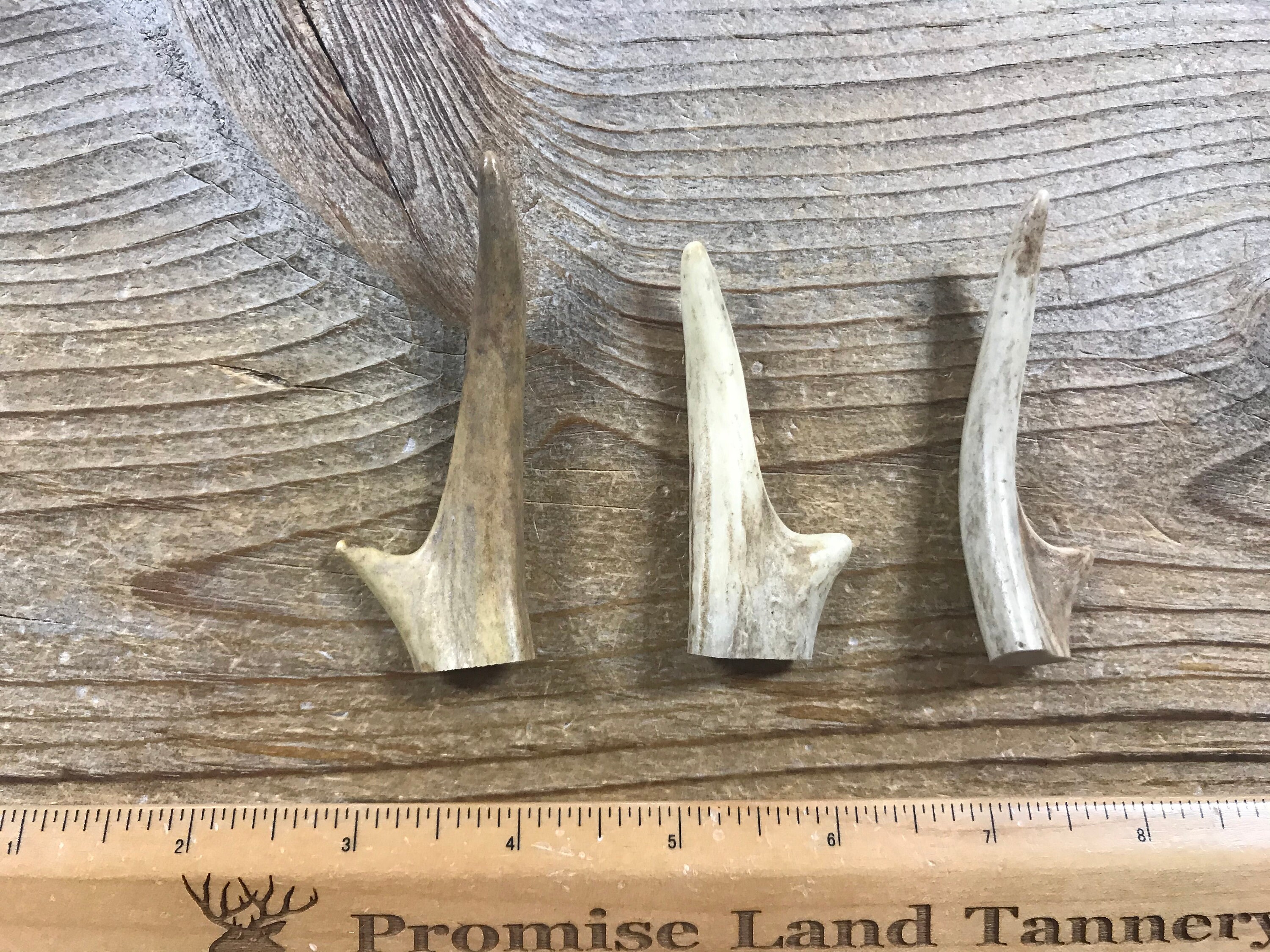 Deer Antler Points 3 inches Maximum Drilled Your Way | Etsy