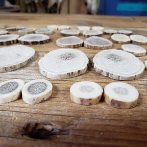 May include: Various natural antler slices, in different sizes and shapes, arranged on a wooden surface. The slices are cream-coloured with a darker, textured centre and a brown outer edge. The wood grain is visible.
