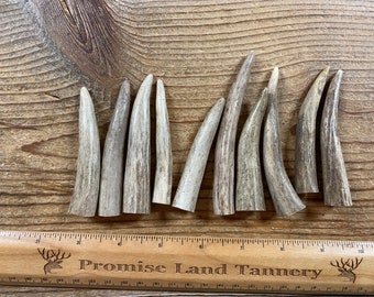 Deer Antler Points Tips - 10 Pieces - Lot No. 231207-WWW