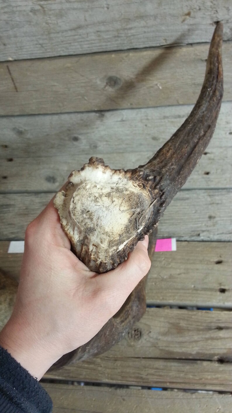 Lot No Moose Antler 47189HP Fresh Small Shed